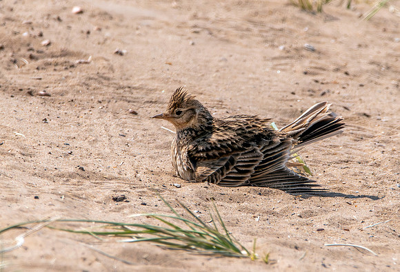 Skylark, sandbath
