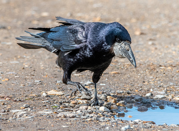 Rook