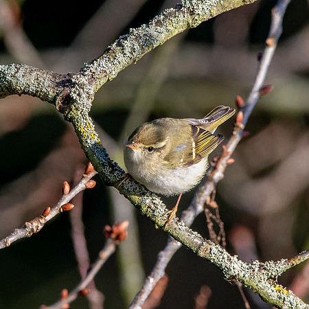 Yellow browed warbler