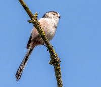 Long tailed tit