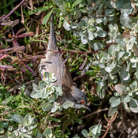 Sardinian warbler