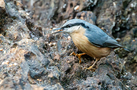 Nuthatch