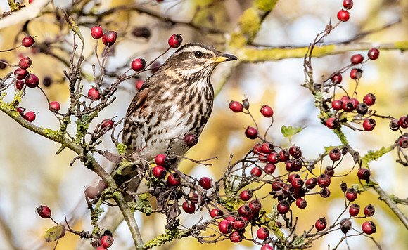 Redwing