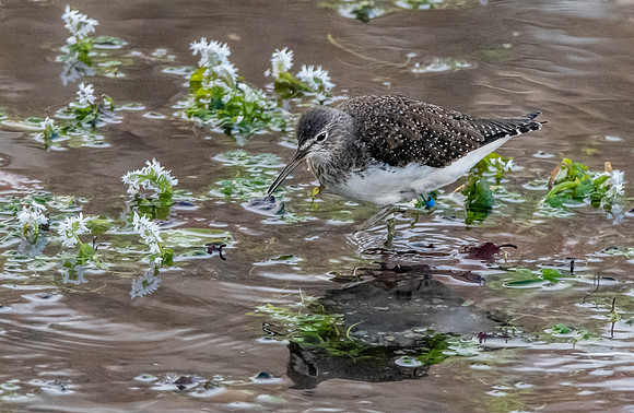 Green sandpiper
