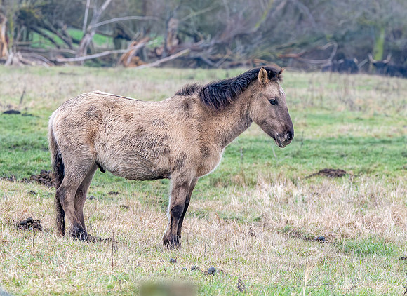 Konik horse