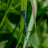 Common bluet
