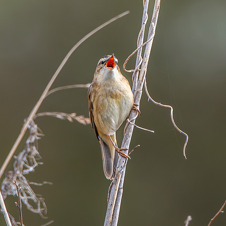 Sedge warbler