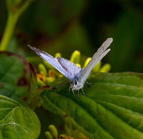 Holly blue