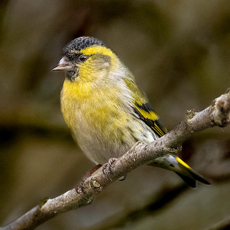 Eurasian siskin