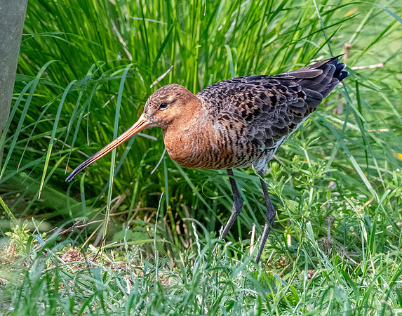Black tailed godwit