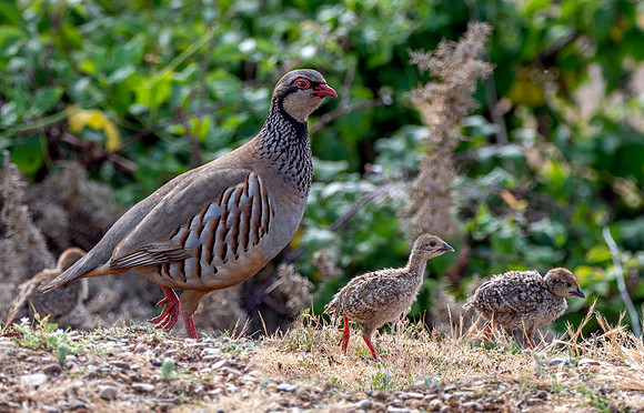 Red legged partridge