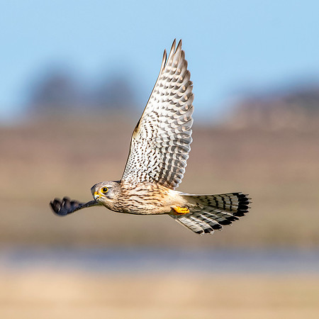 Common Eurasian kestrel
