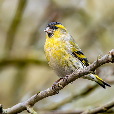Eurasian siskin
