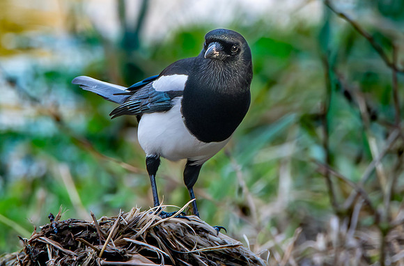 Eurasian magpie