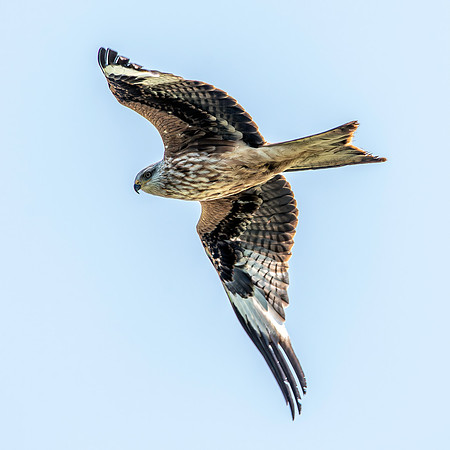 Red kite, flying