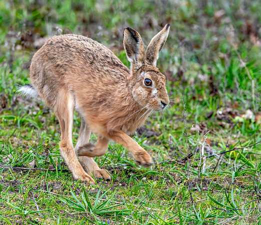 Brown Hare