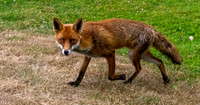 Red fox