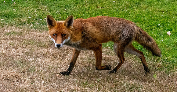 Red fox