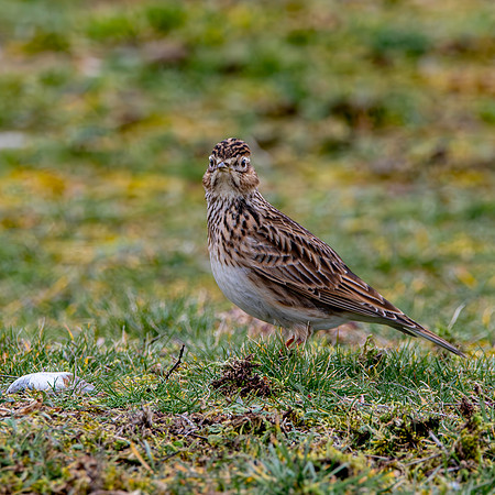 Skylark