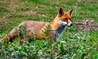 Red fox
