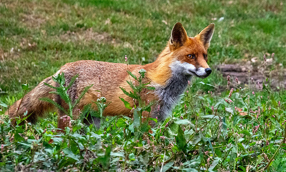 Red fox