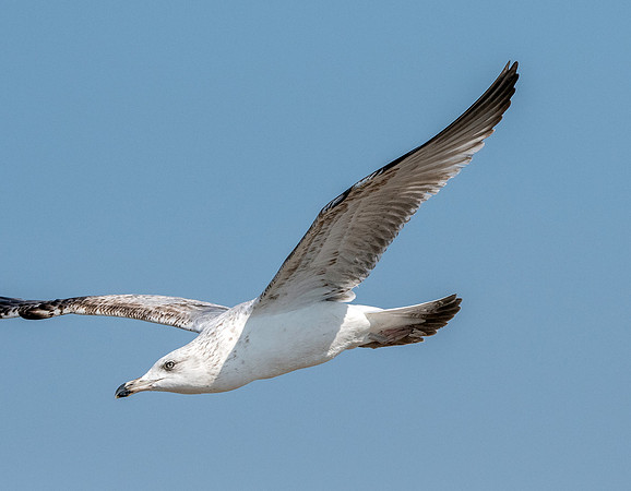 Heuglin's gull