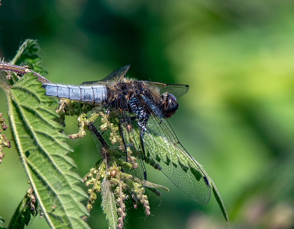 Scarce chaser