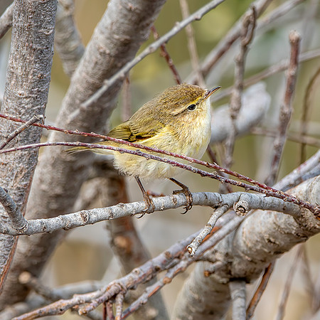 Chiffchaff