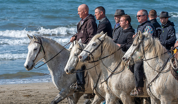 Camargue white horse