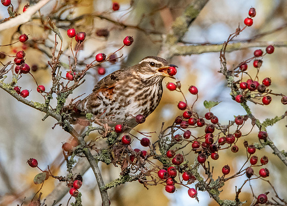 Redwing