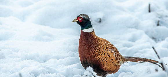 Pheasant in the snow