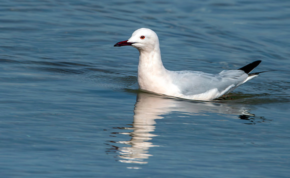 Slender billed gull