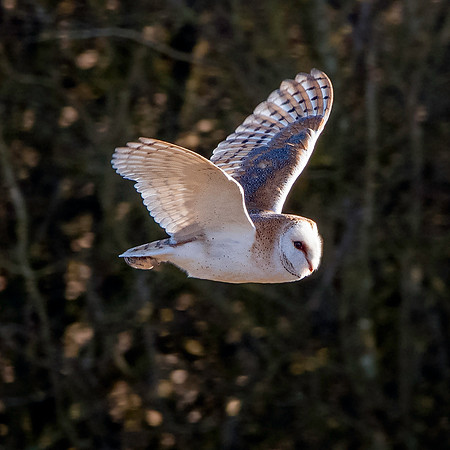 Barn Owl in flight