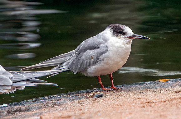 Roseate tern