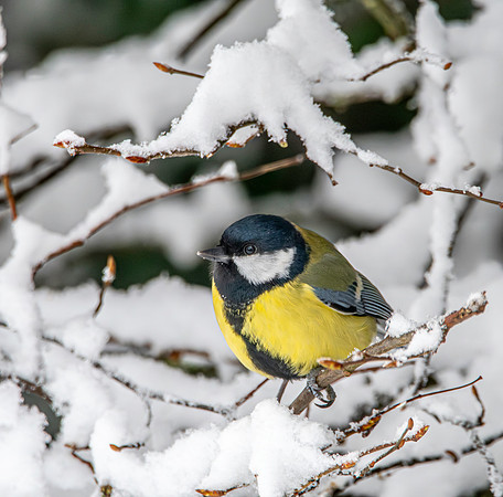 Great tit in snow