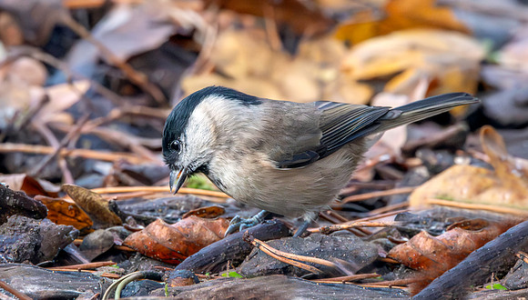 Marsh tit