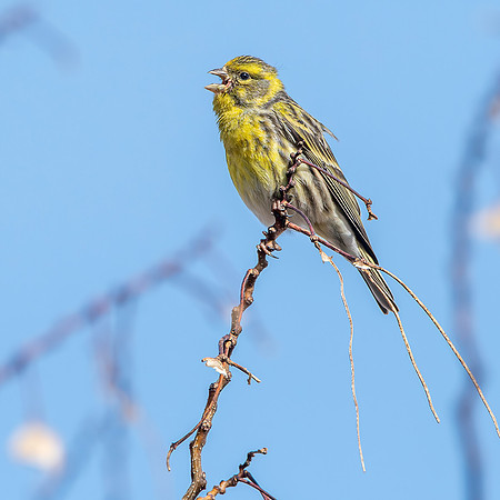 European Serin
