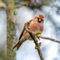 Lesser redpoll