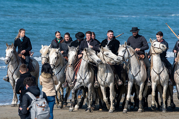 Camargue white horse