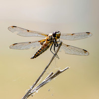 Four spotted chaser