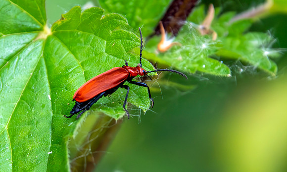 Red-headed cardinal beetle