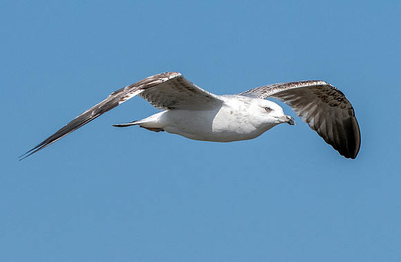 Heuglin's gull
