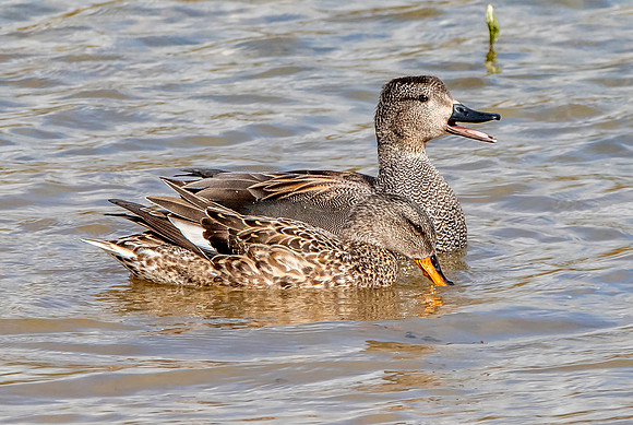Gadwall, male and female