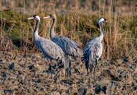 Common crane / Eurasian crane