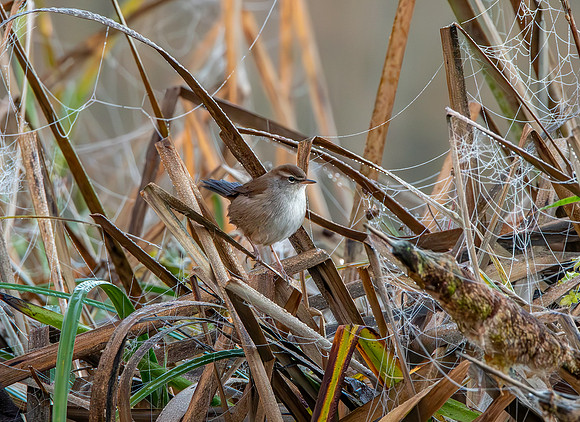 Cetti's warbler
