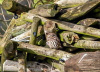 Little Owl