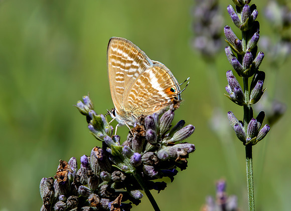 Long tailed blue