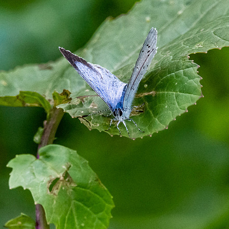 Large blue butterfly