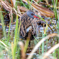 Water rail