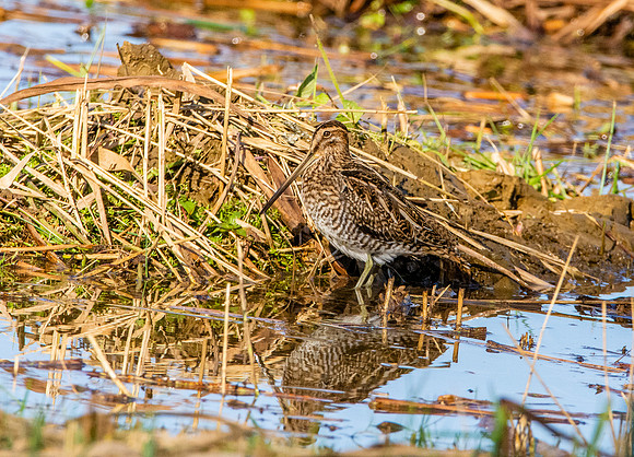 Common snipe